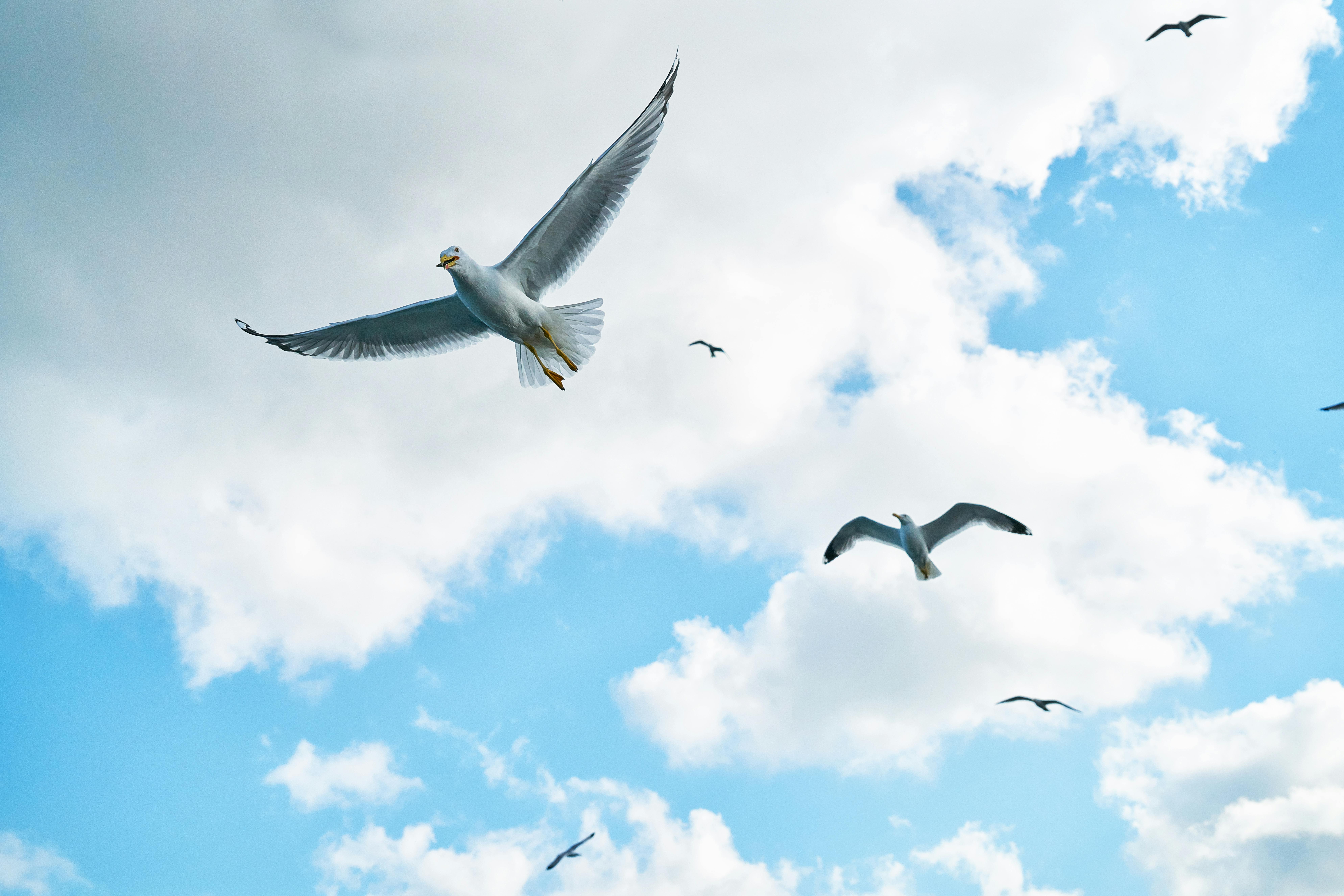 Taking flight happens naturally, when the time is right. Photo: Pexels (suggest: left)
