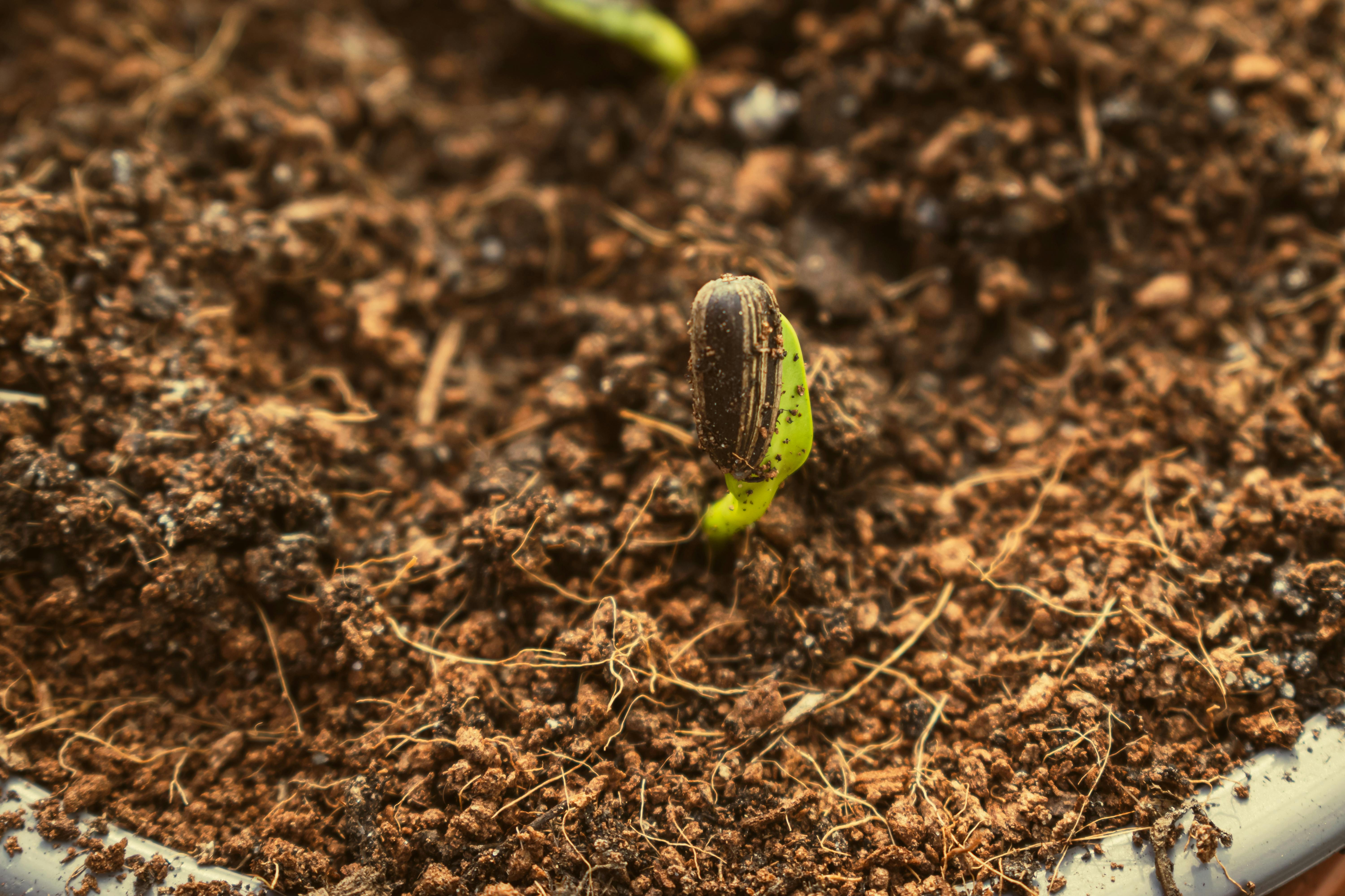 Growth that lasts starts small and steady. Photo: Pexels